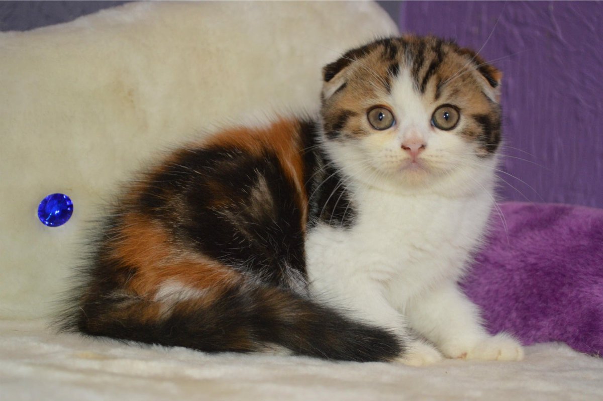 Шотландская вислоухая кошка трехцветная