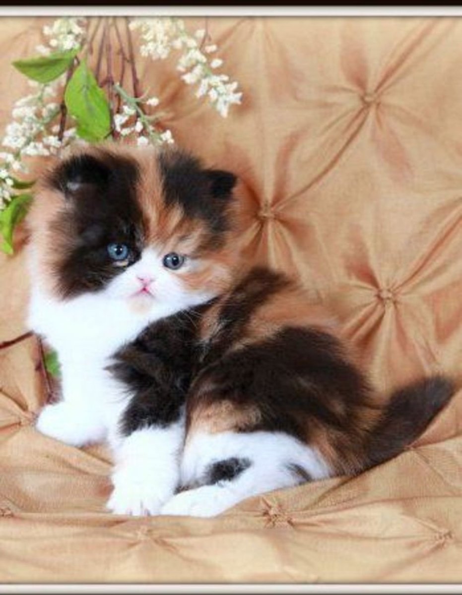 Персидский котенок трехцветный