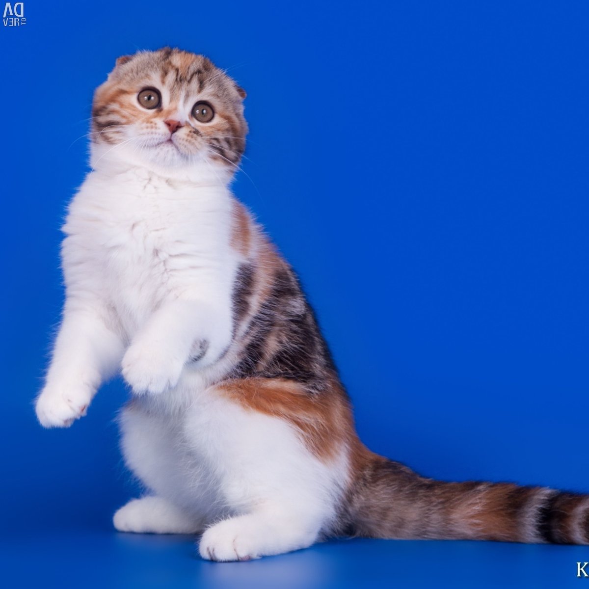 Трехцветная кошка спит клубочком