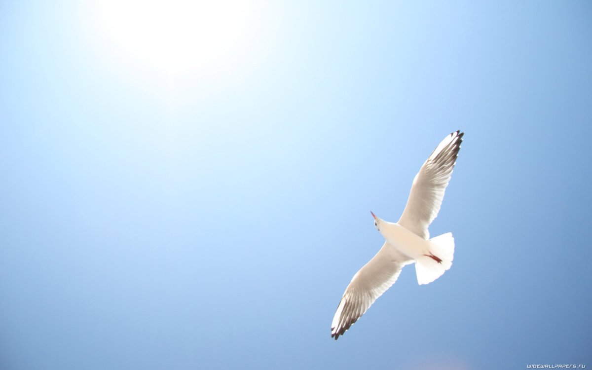 Морская Чайка 1961