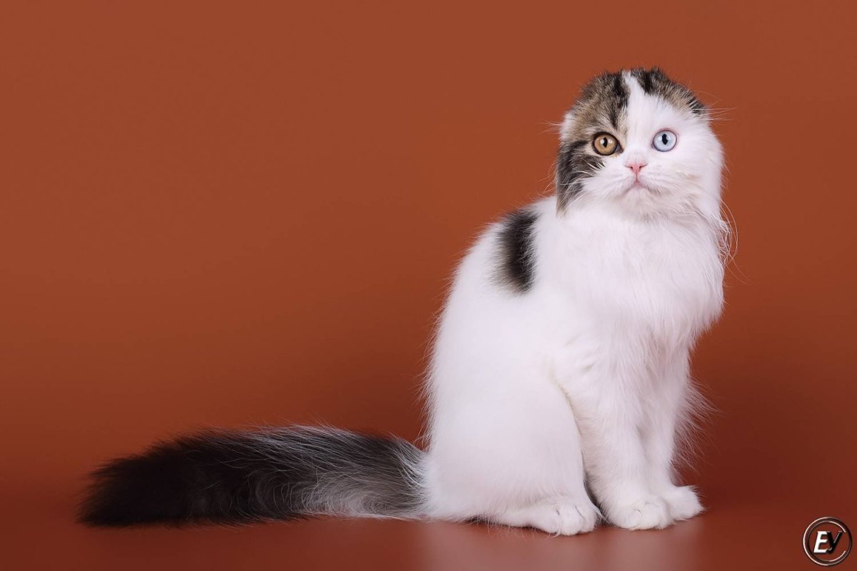 Черепаховая Сибирская Калико