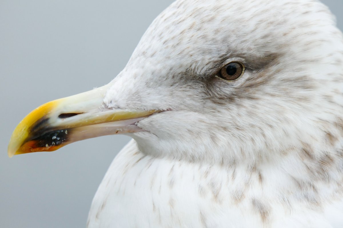 Juvenile Gull