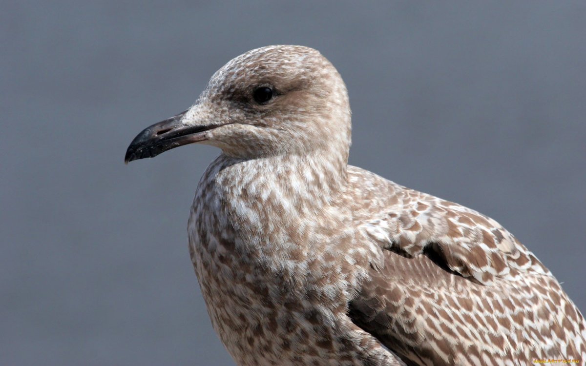 Чайка серая Рябая пестрая