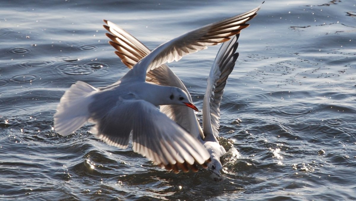 Серая пестрая птица