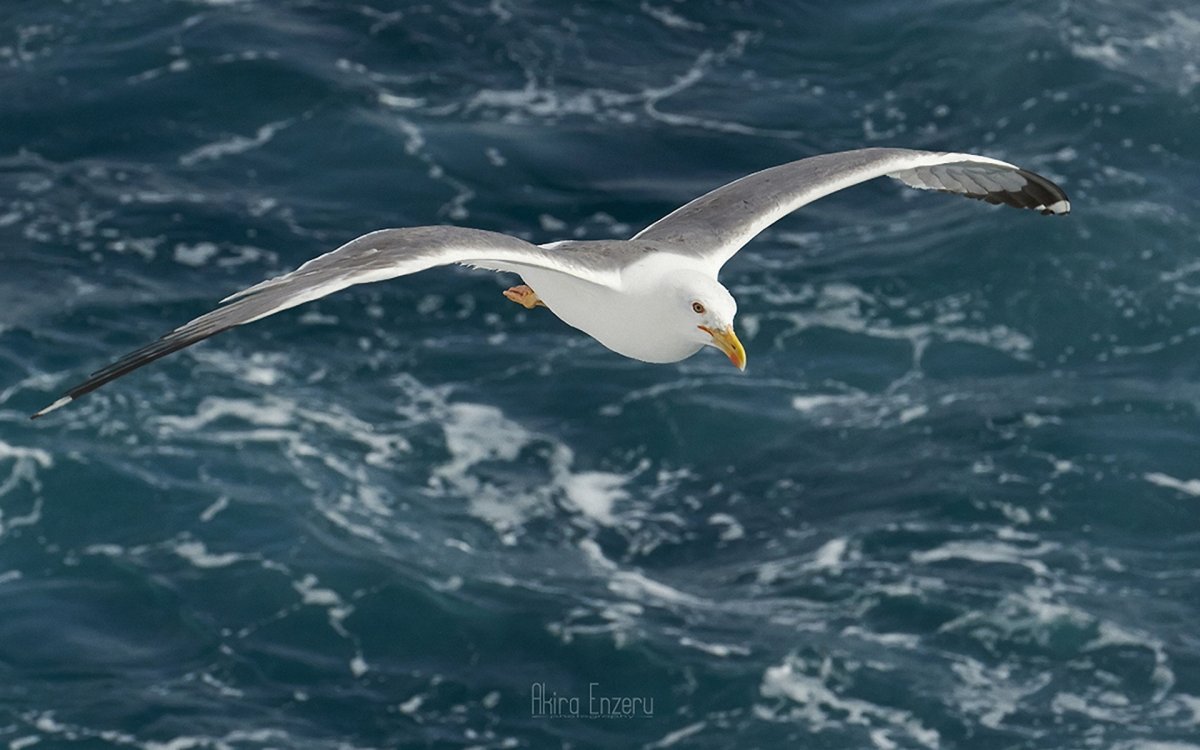 Чайка стоит на Чайке