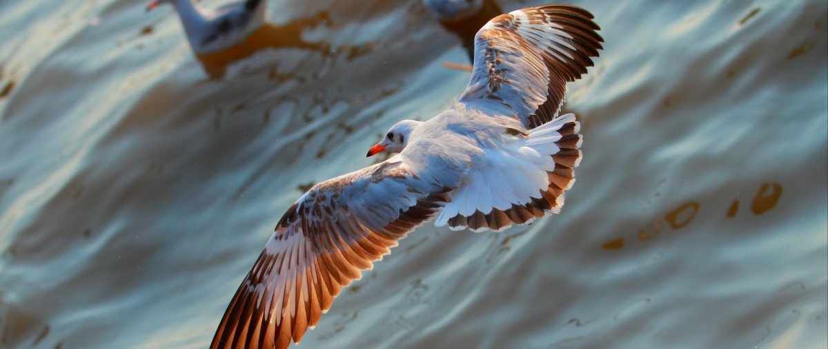 Птицы болтают