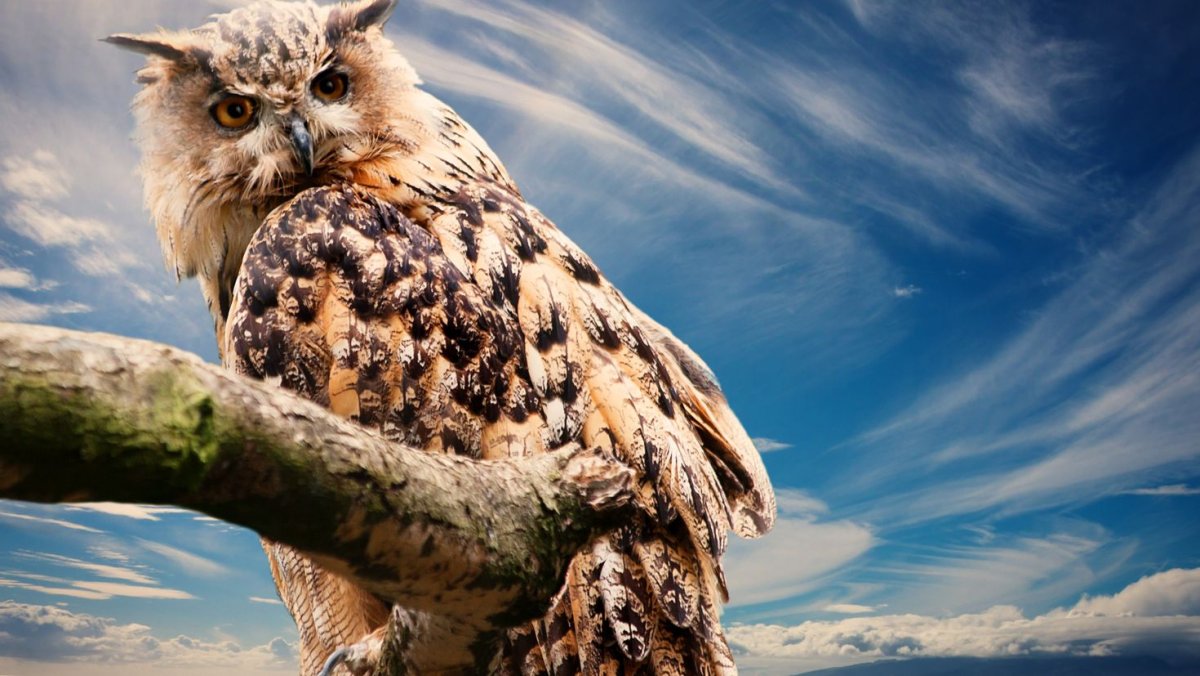 Альбатрос Анапа птица