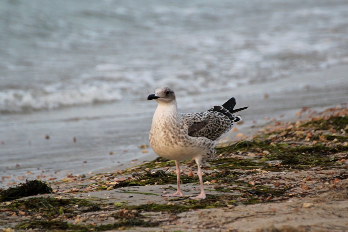 Чайка Рябая