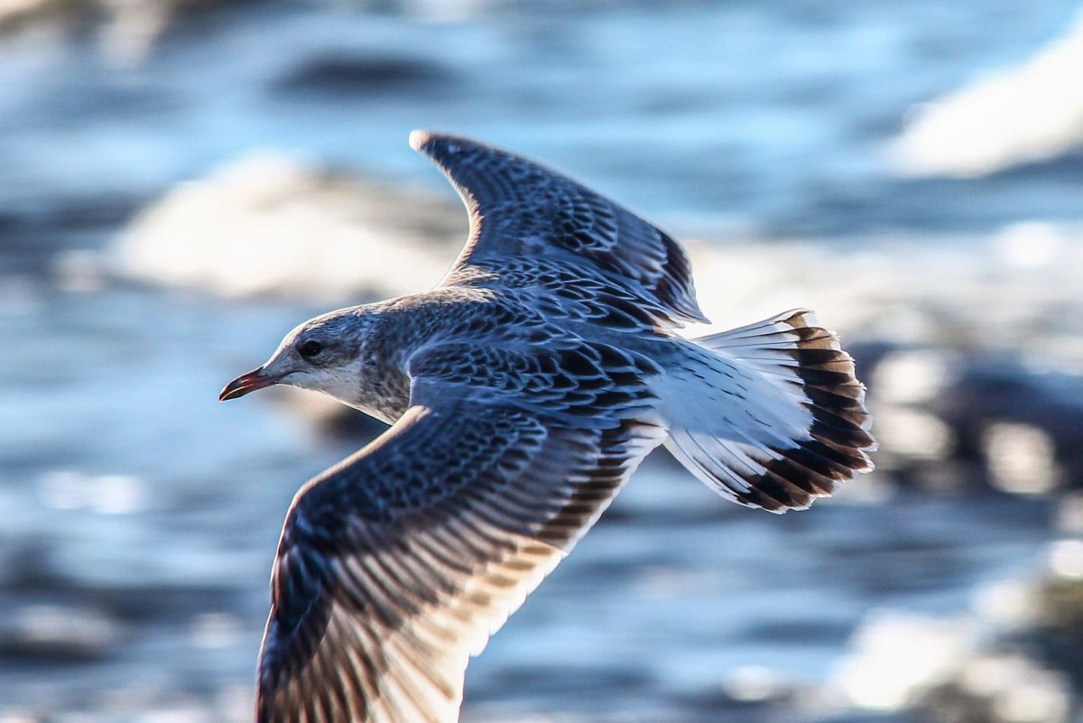 Серебристая Чайка в полете