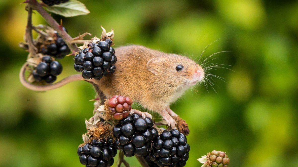 Мышь с ягодами