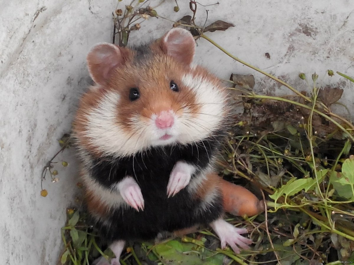 Дикий хомяк карбыш