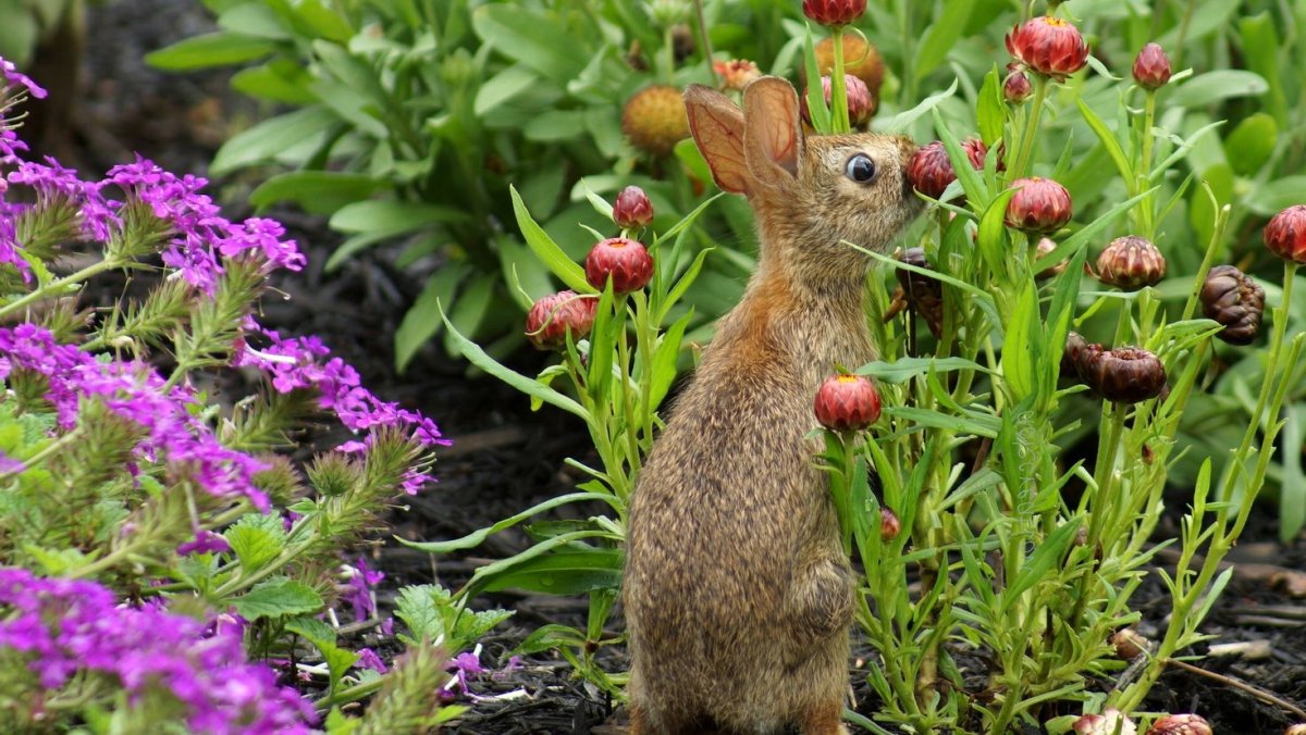Растения и животные