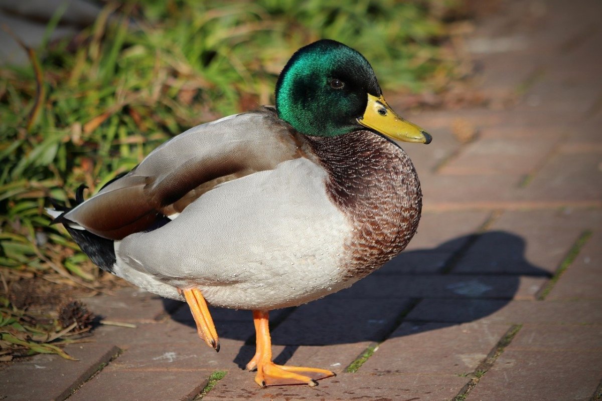Кто такой селезень