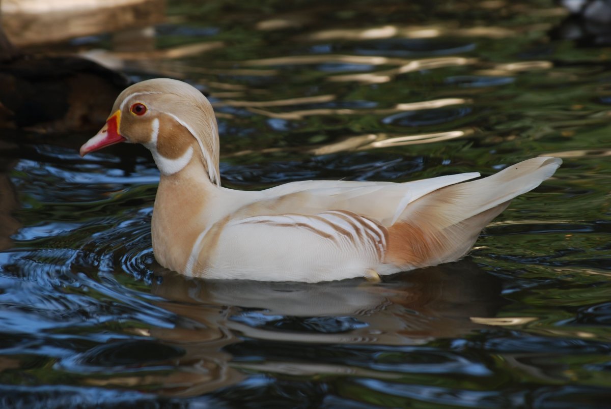 Утка Каролинка