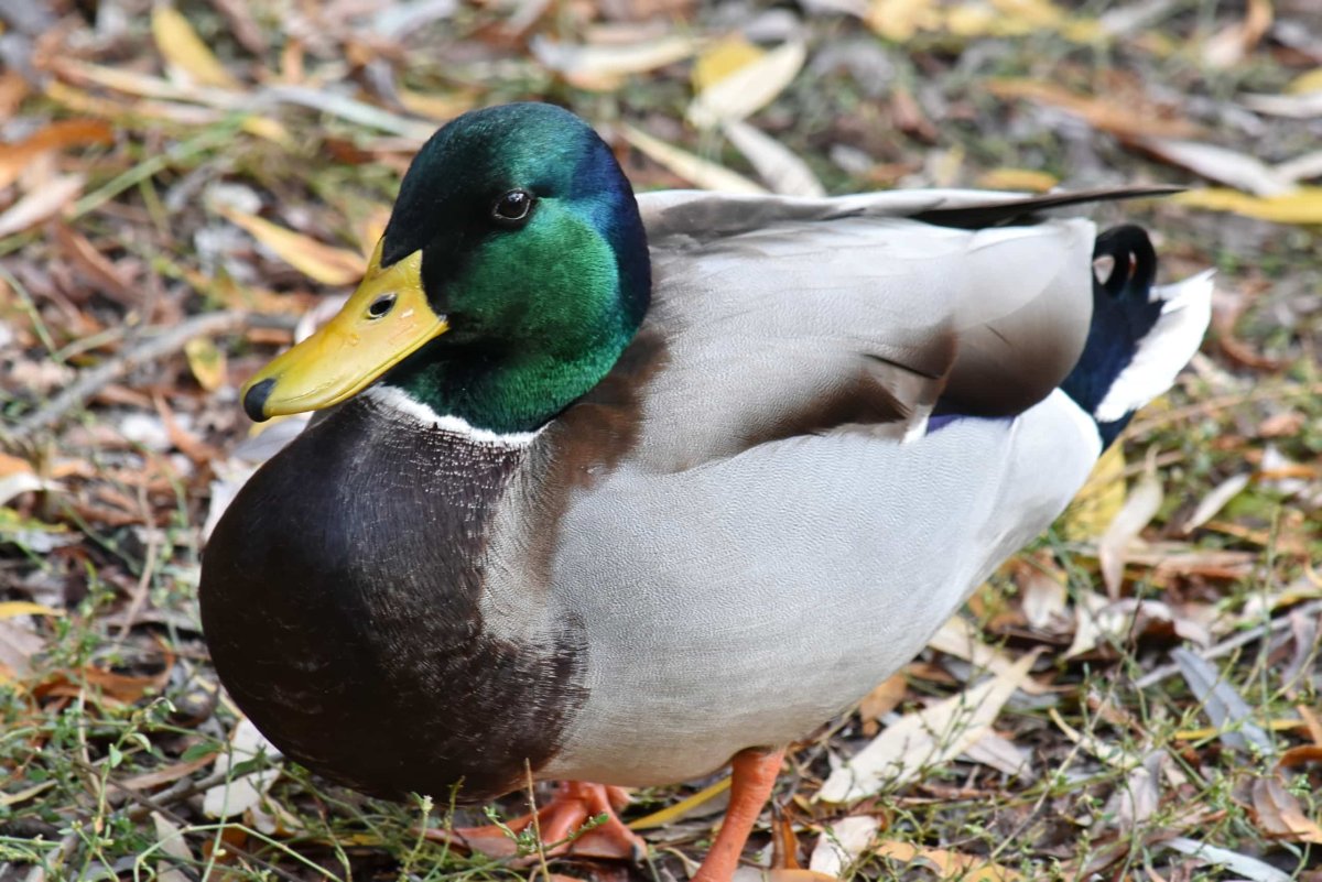 Утка Забайкалья