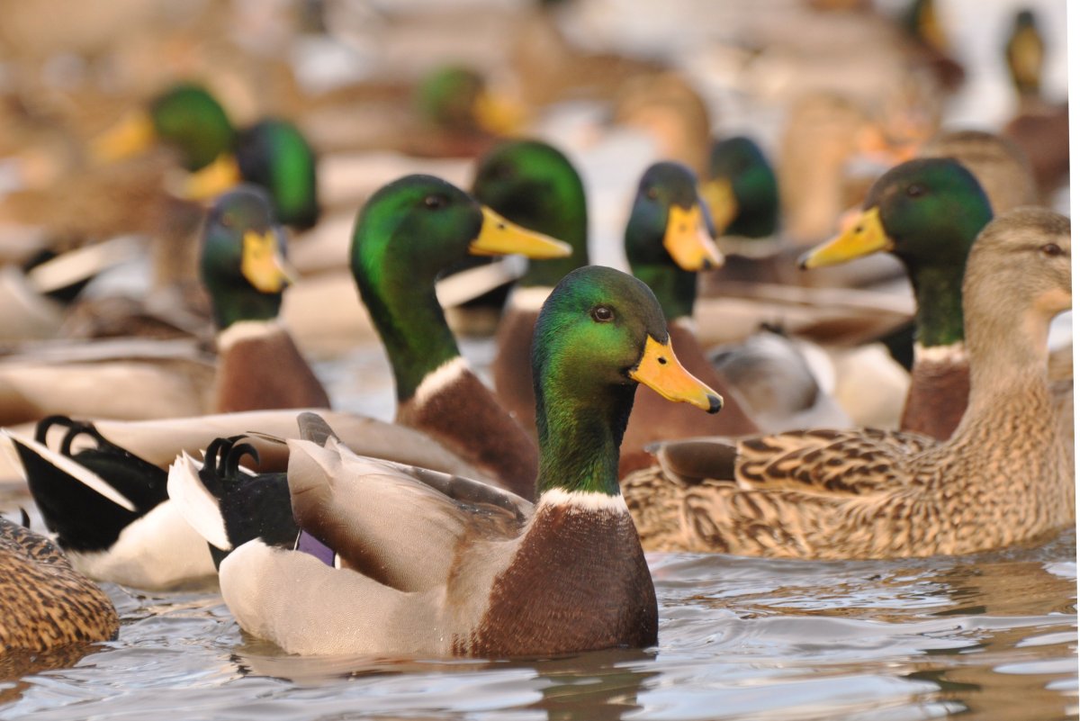 Необычные утки