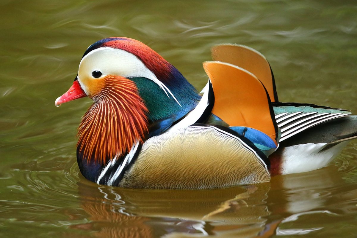 Курица Мандаринка