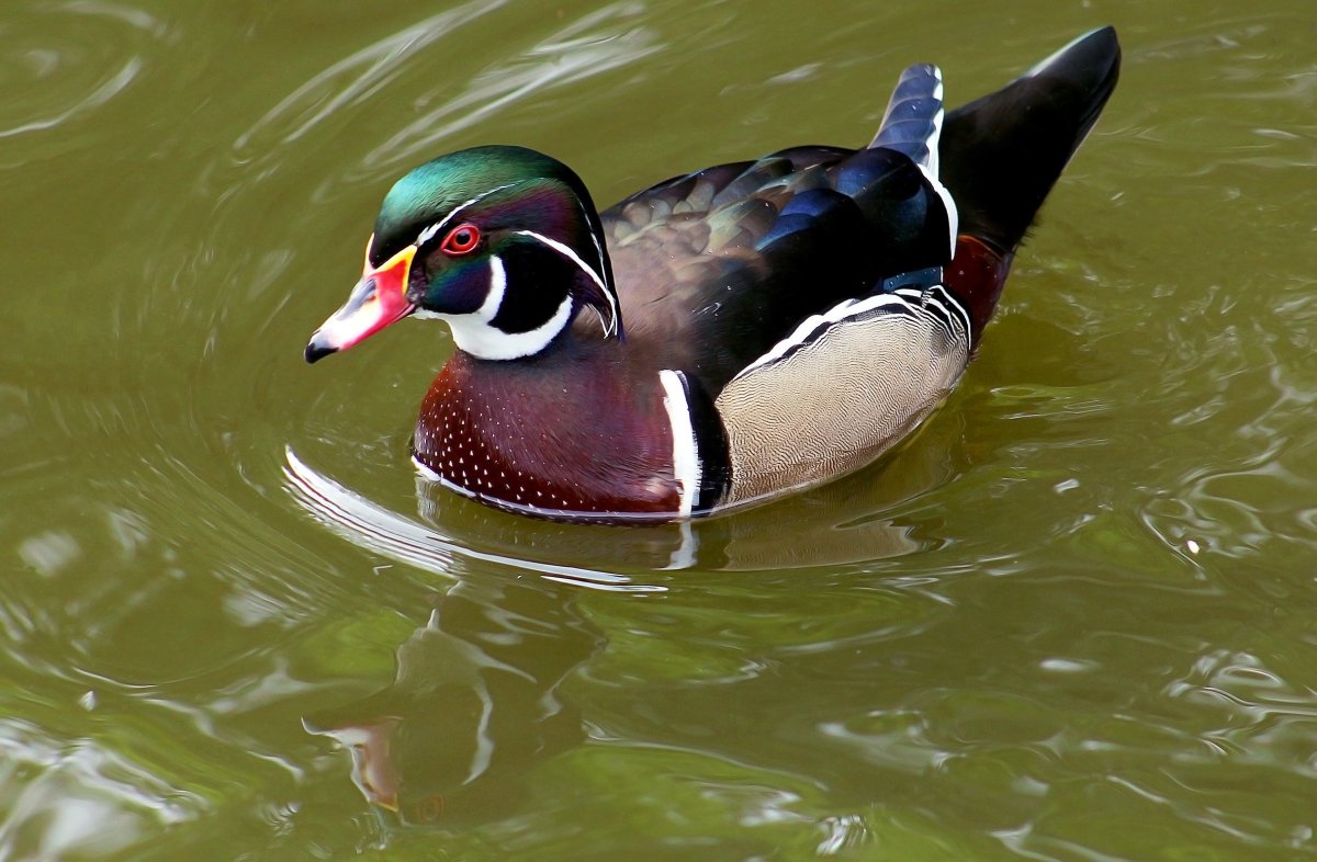 Каролинская утка Каролинка