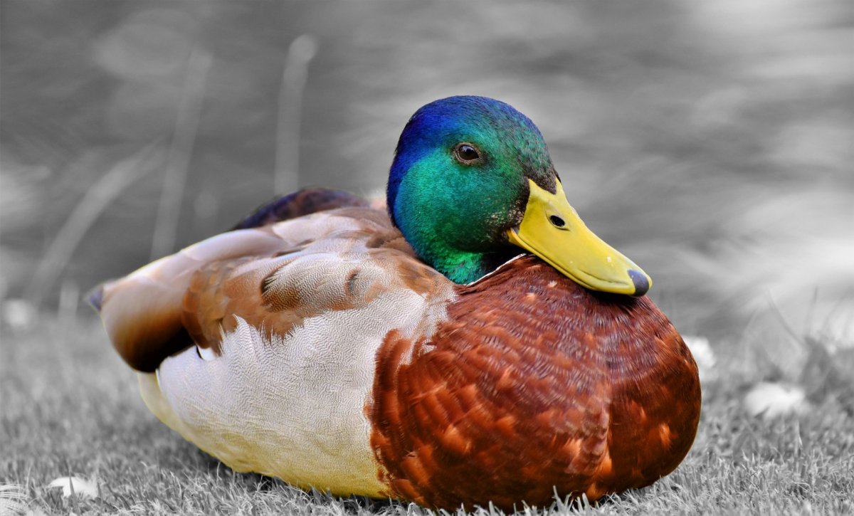 Цвет селезня