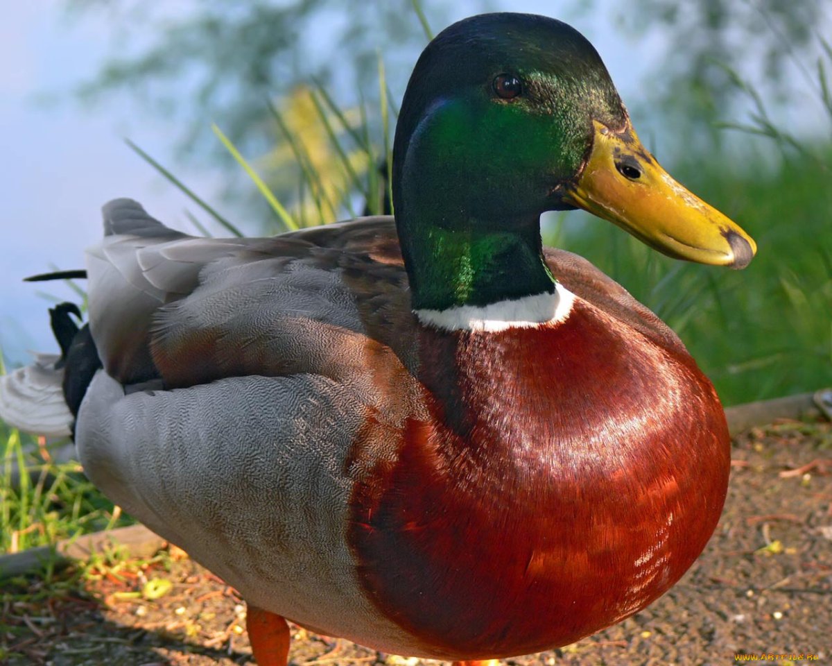 Породы селезней уток