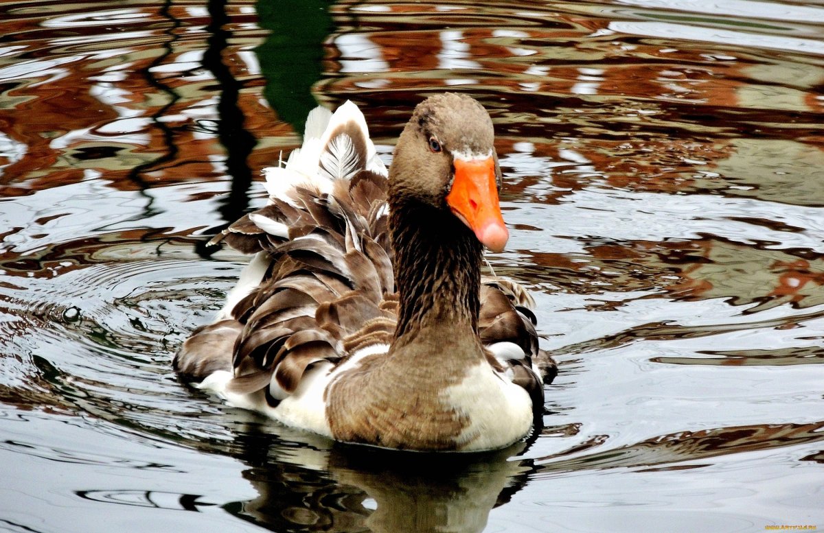 Серебристая кряква