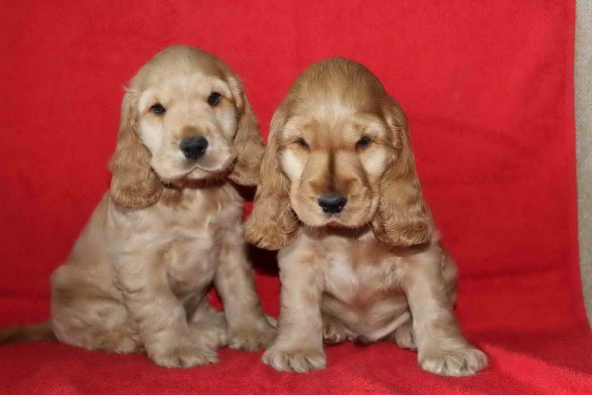 Английский кокер спаниель палевый окрас