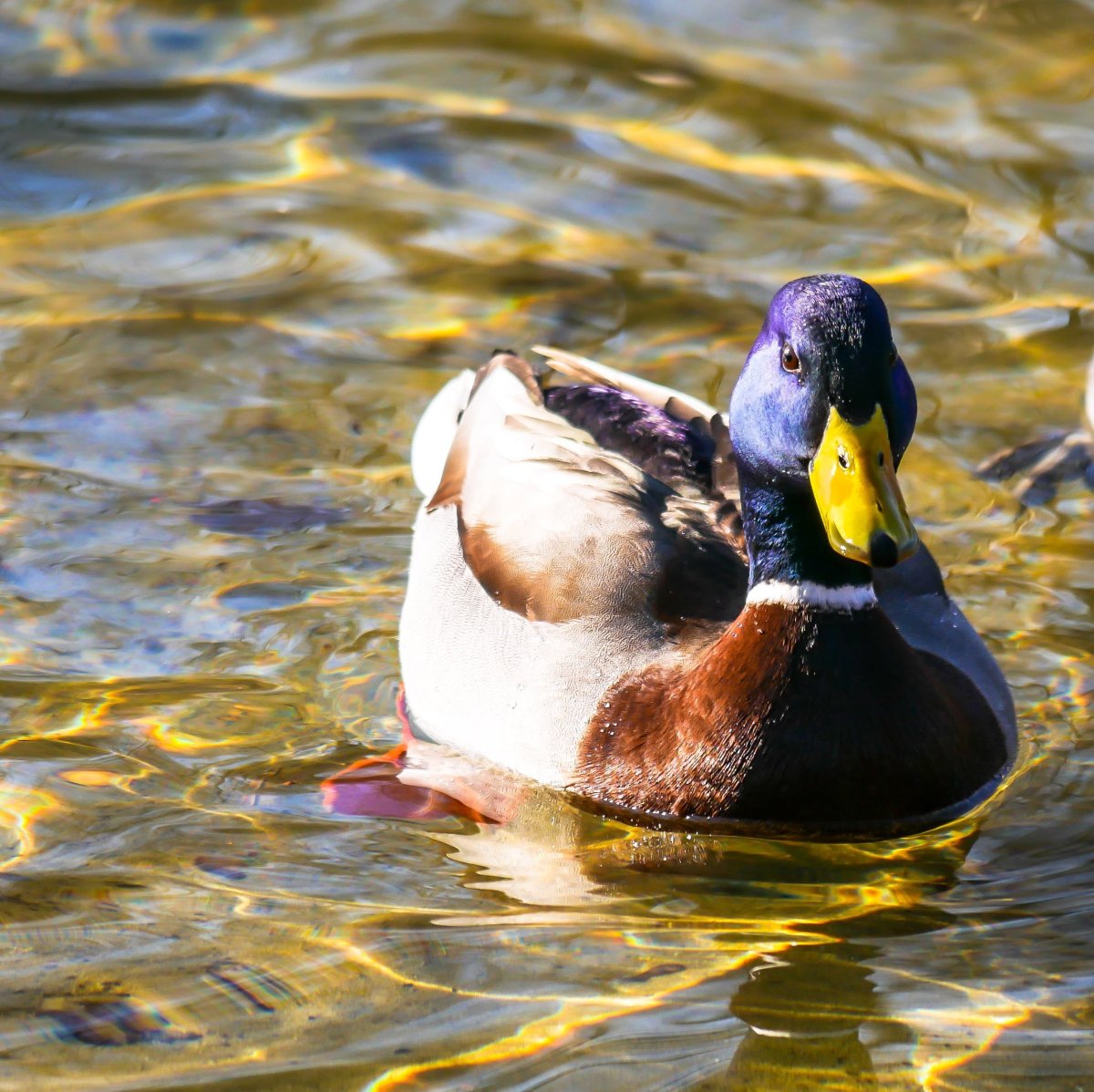 Кряква селезень