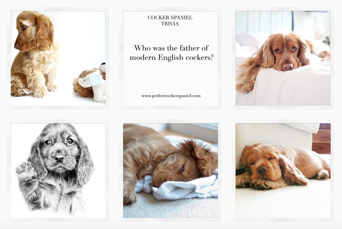 Книга английский кокер спаниель