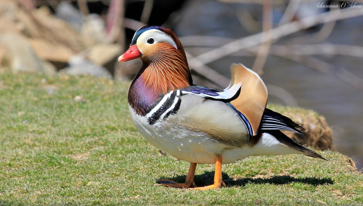 Гривистая утка