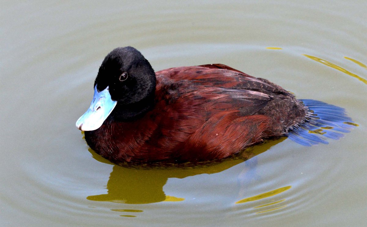 Австралийская Савка