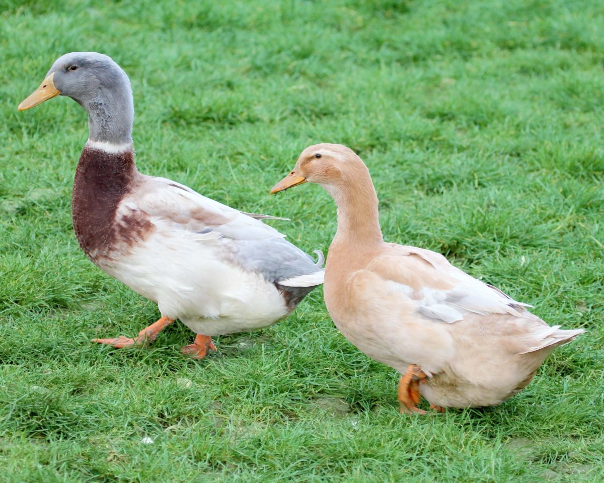 Красивые домашние утки