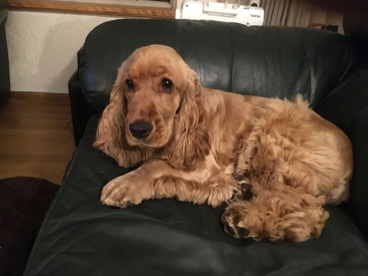 Английский кокер-спаниель щенок на аватарку