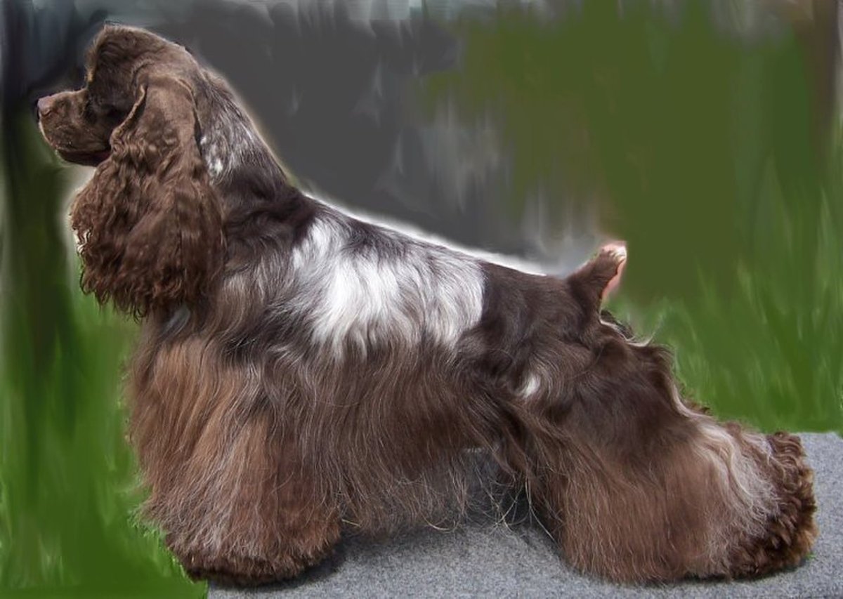 Чалый американский кокер спаниель
