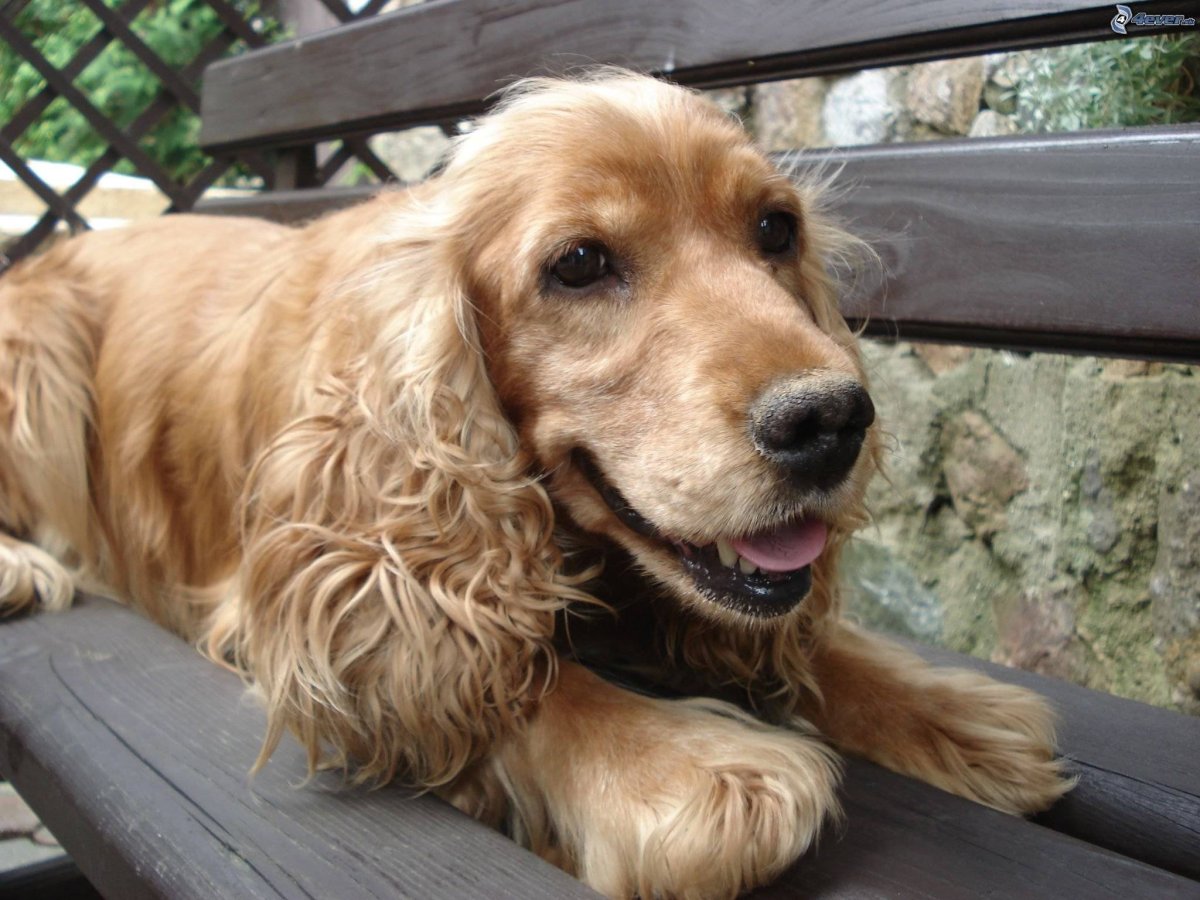 Английский кокер спаниель палевый окрас