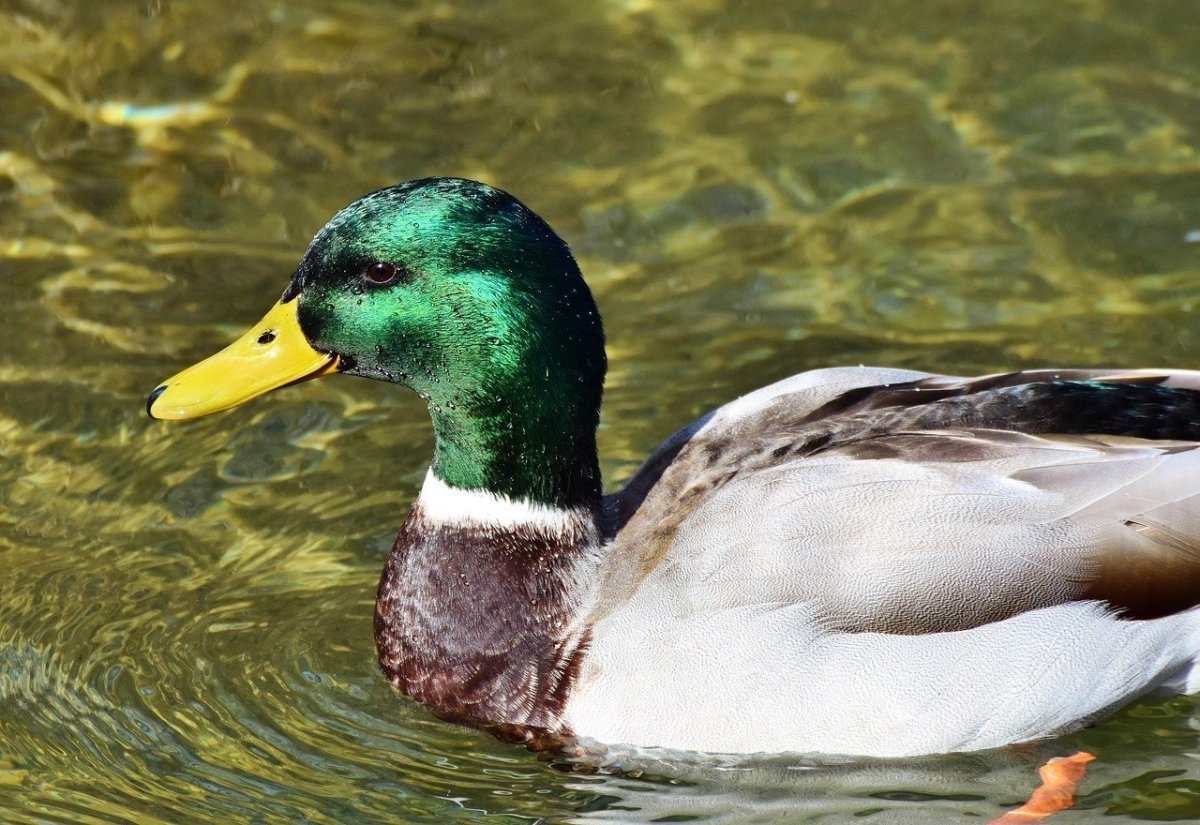 Утка Агидель фото