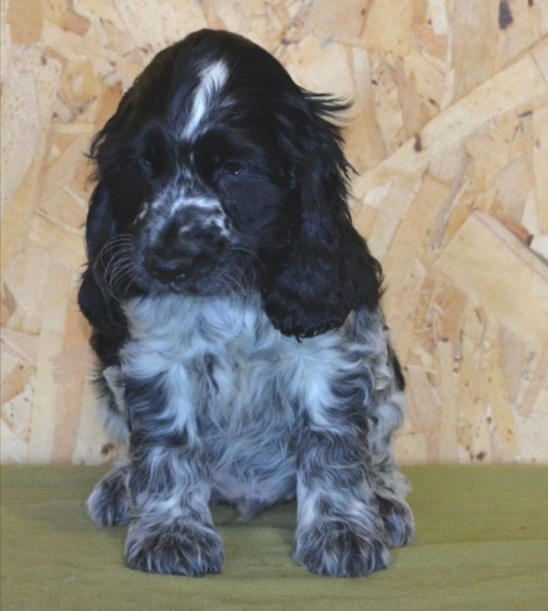 Собака английский кокер спаниель черно белый