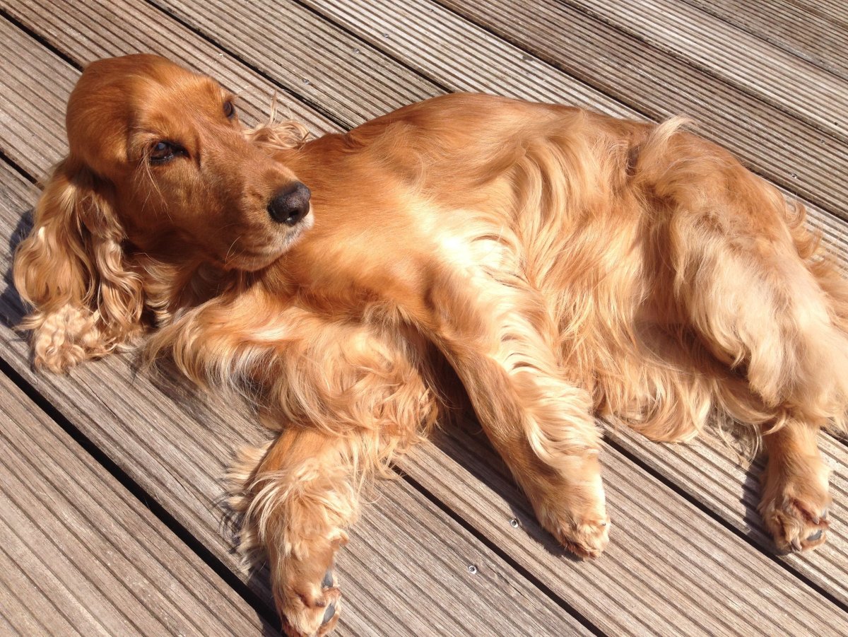 Английский кокер спаниель палевый