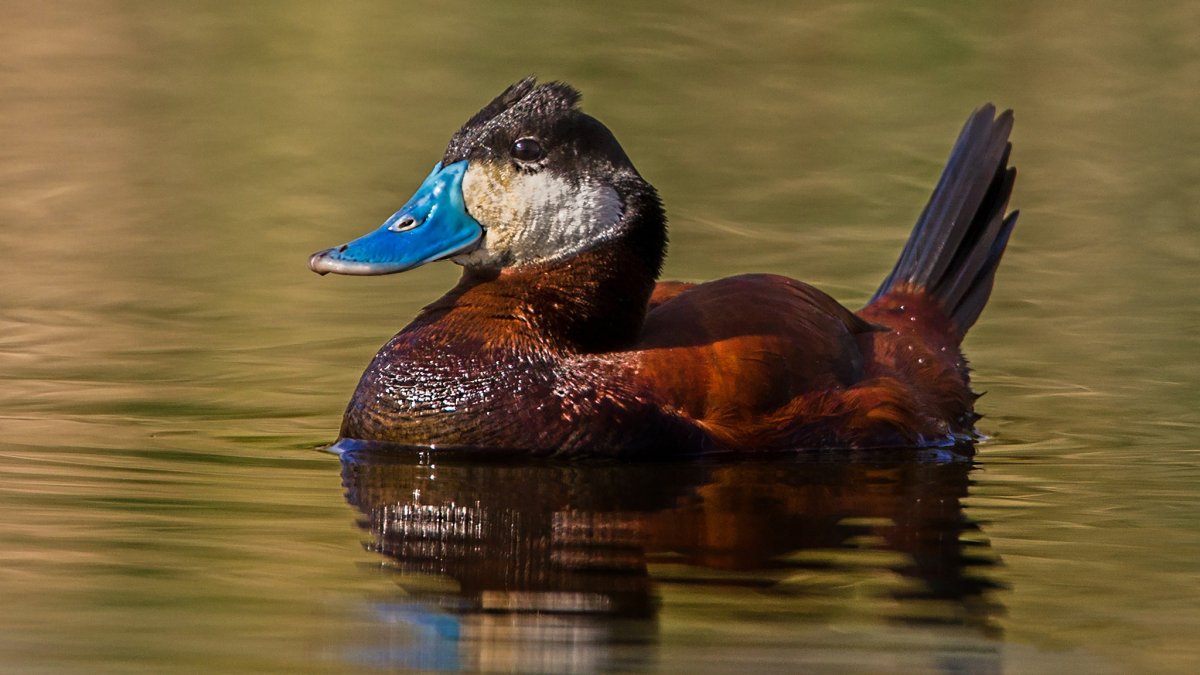 Американская Савка