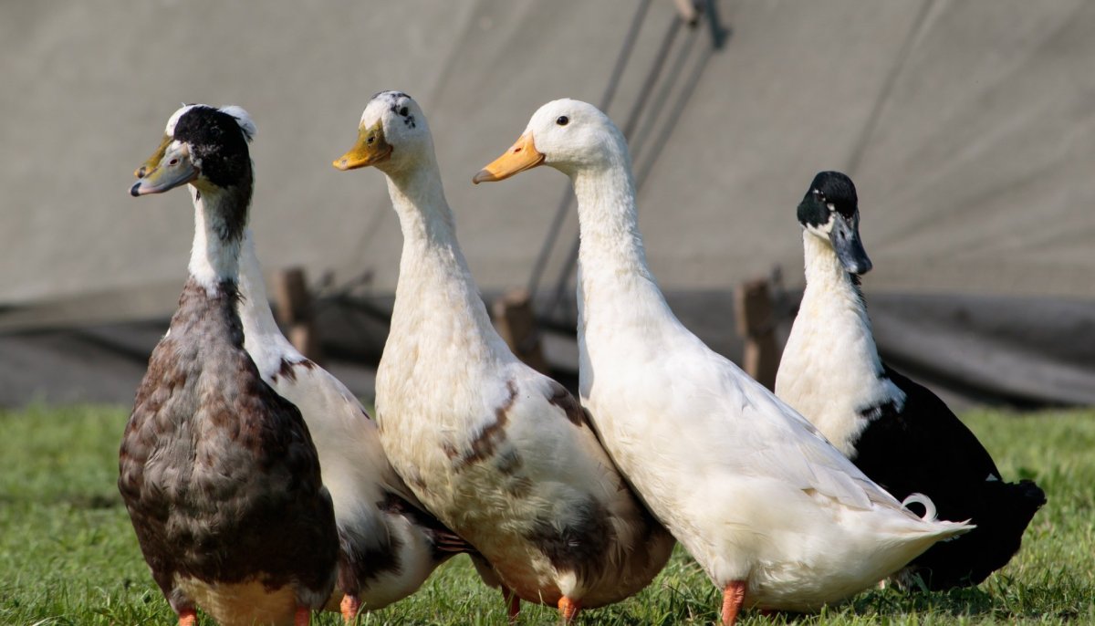 Испанская утка