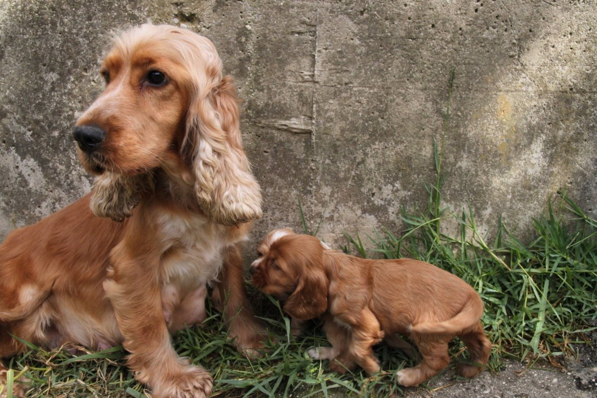 Английский Кокель спаниэл