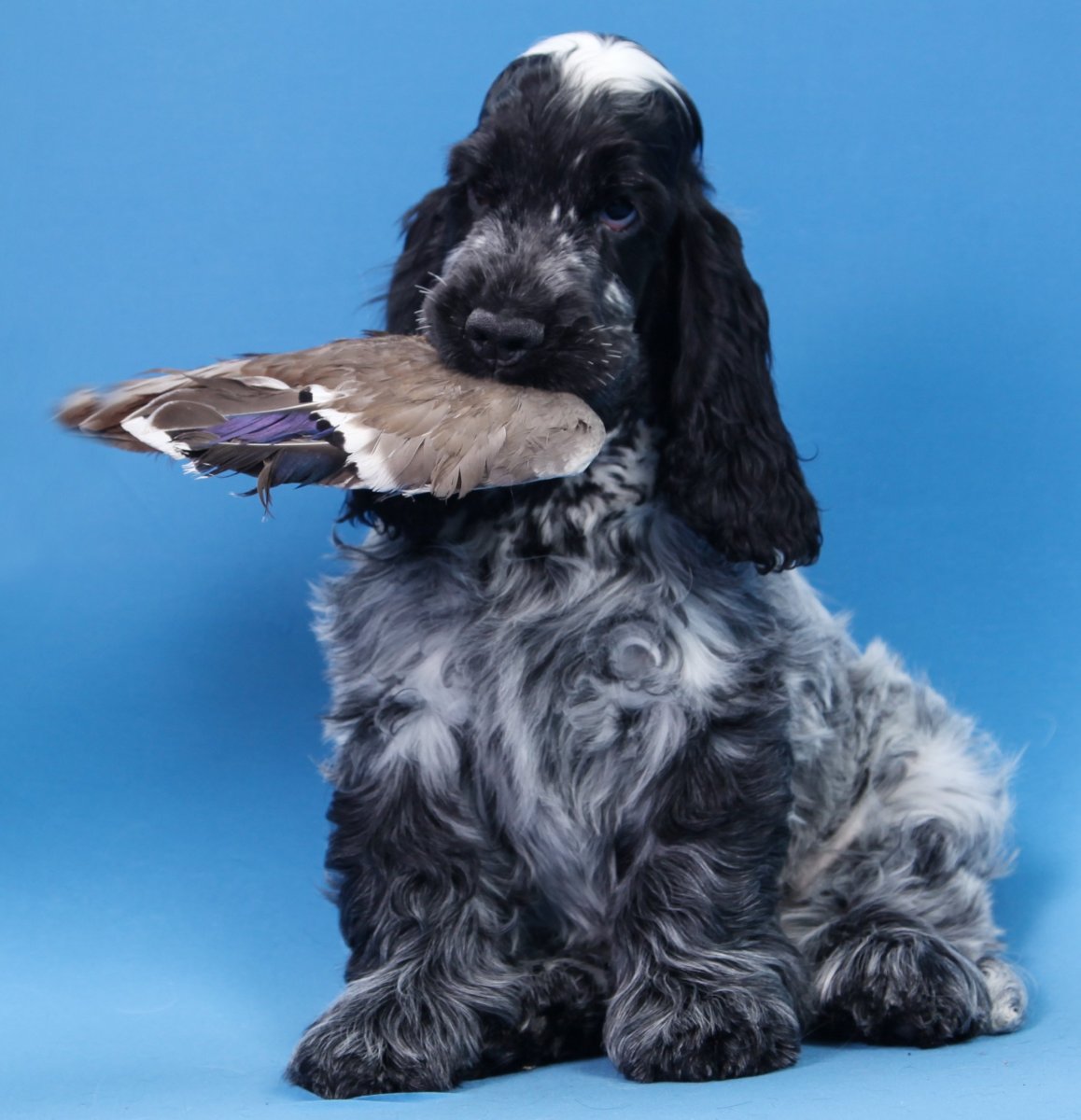 Голубой кокер спаниель