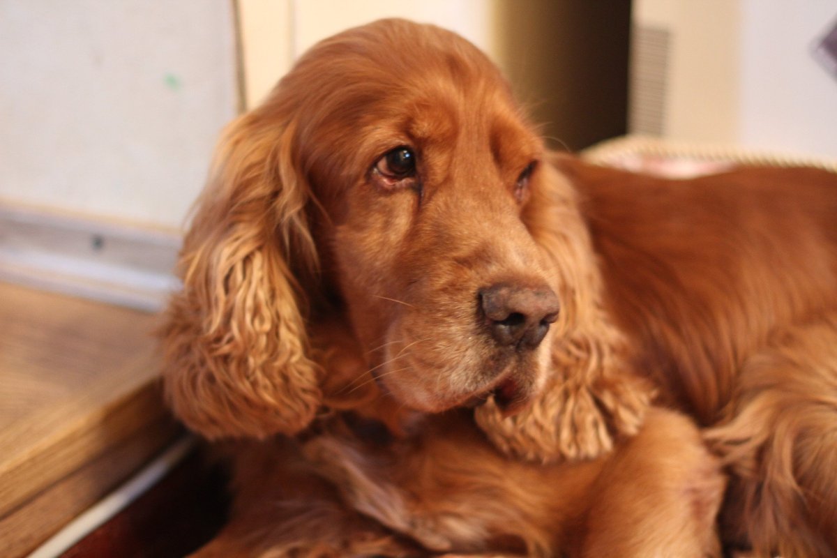 Кокер спаниель рыжий