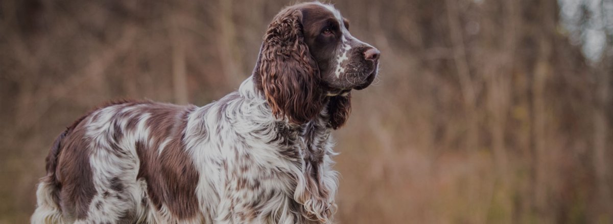 Английский кокерспанмель