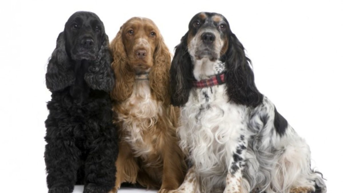 Спаниель Баттерфляй