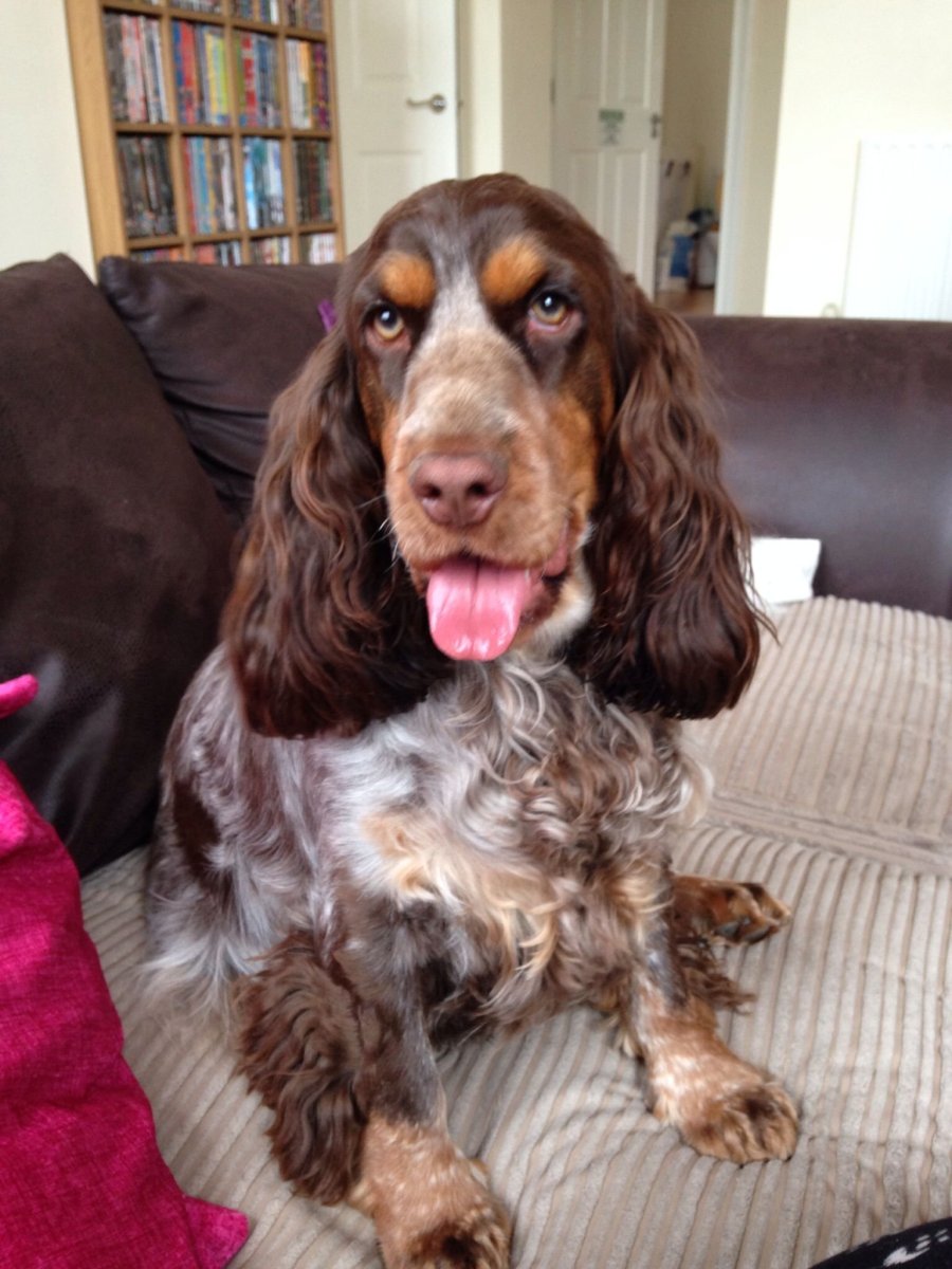 Кокер спаниель шоколадный