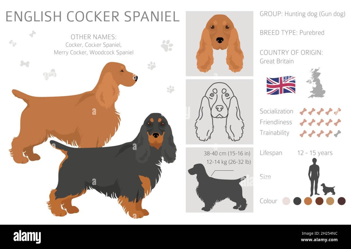 Спаниель из бумаги