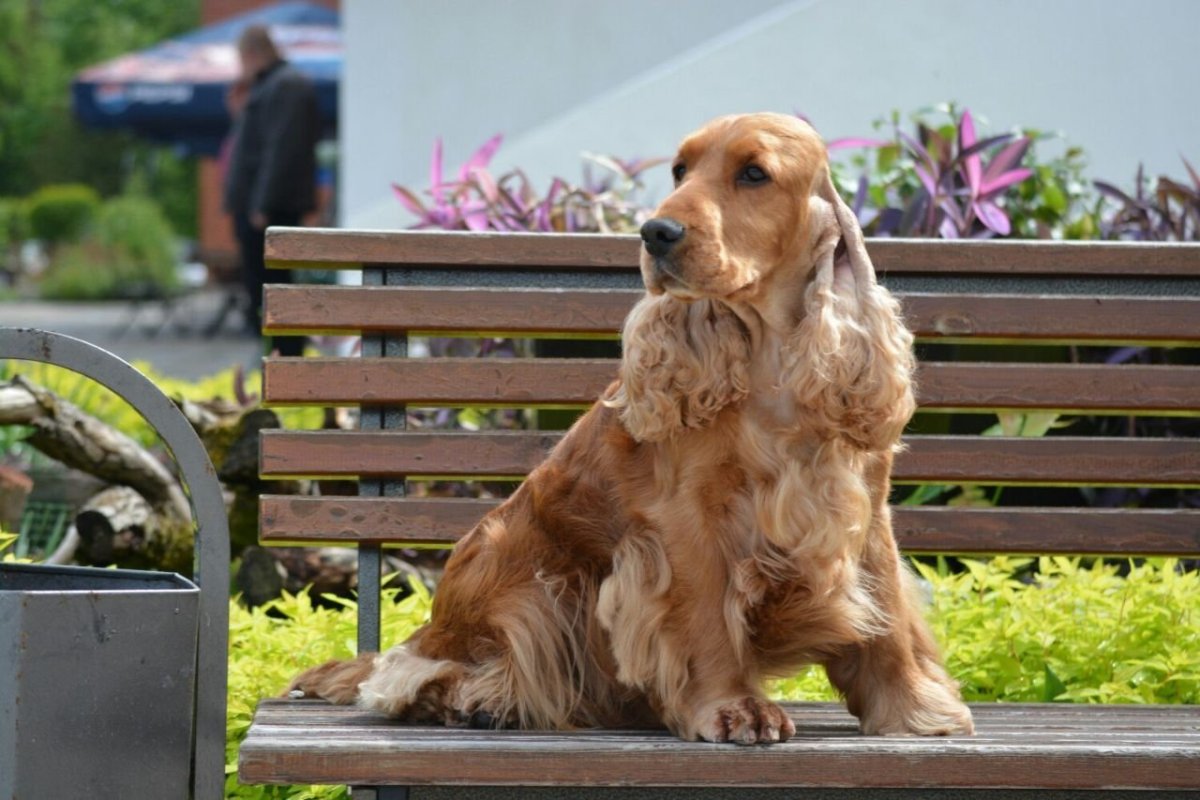 Английский кокер-спаниель