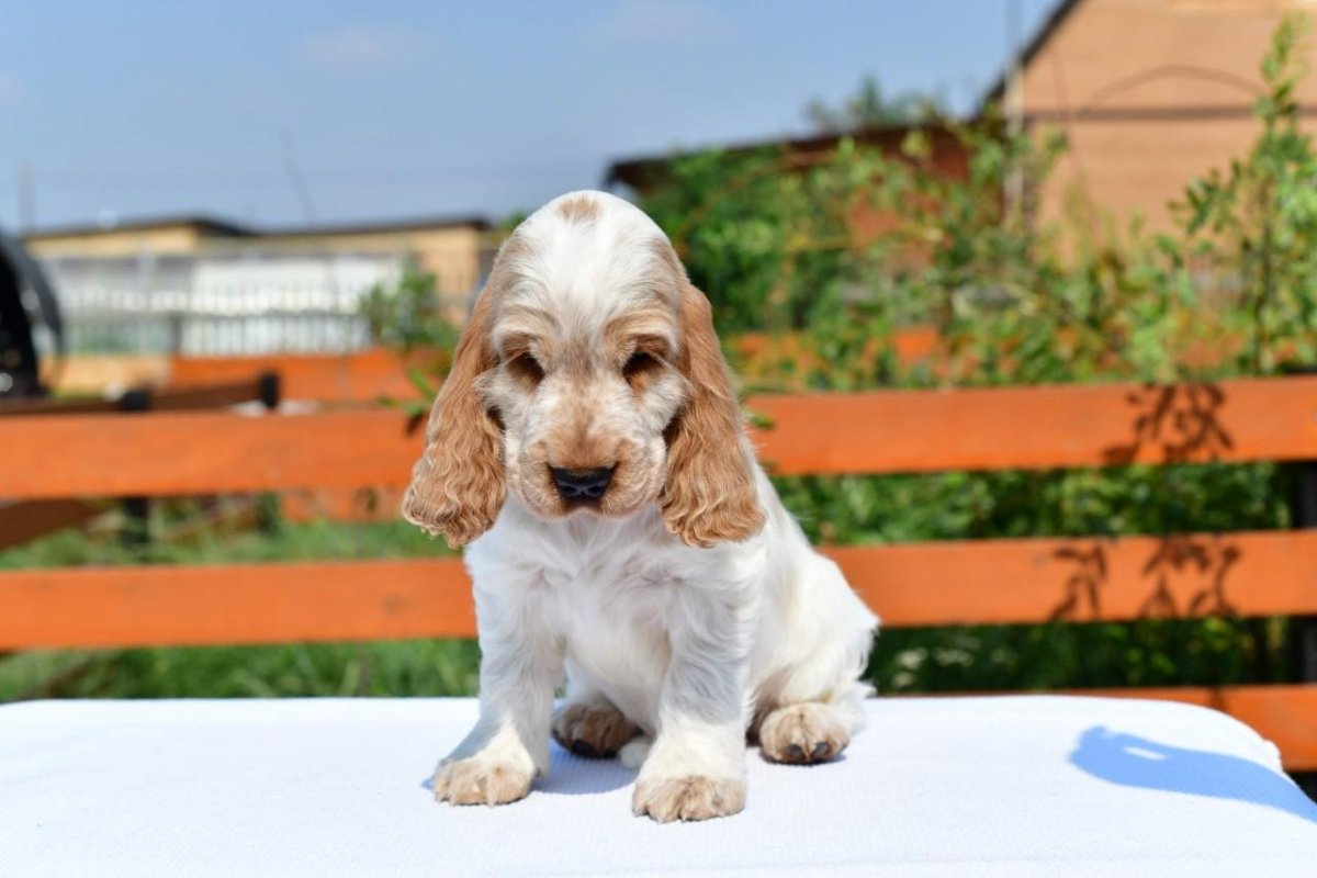 Английский кокер спаниель светлый