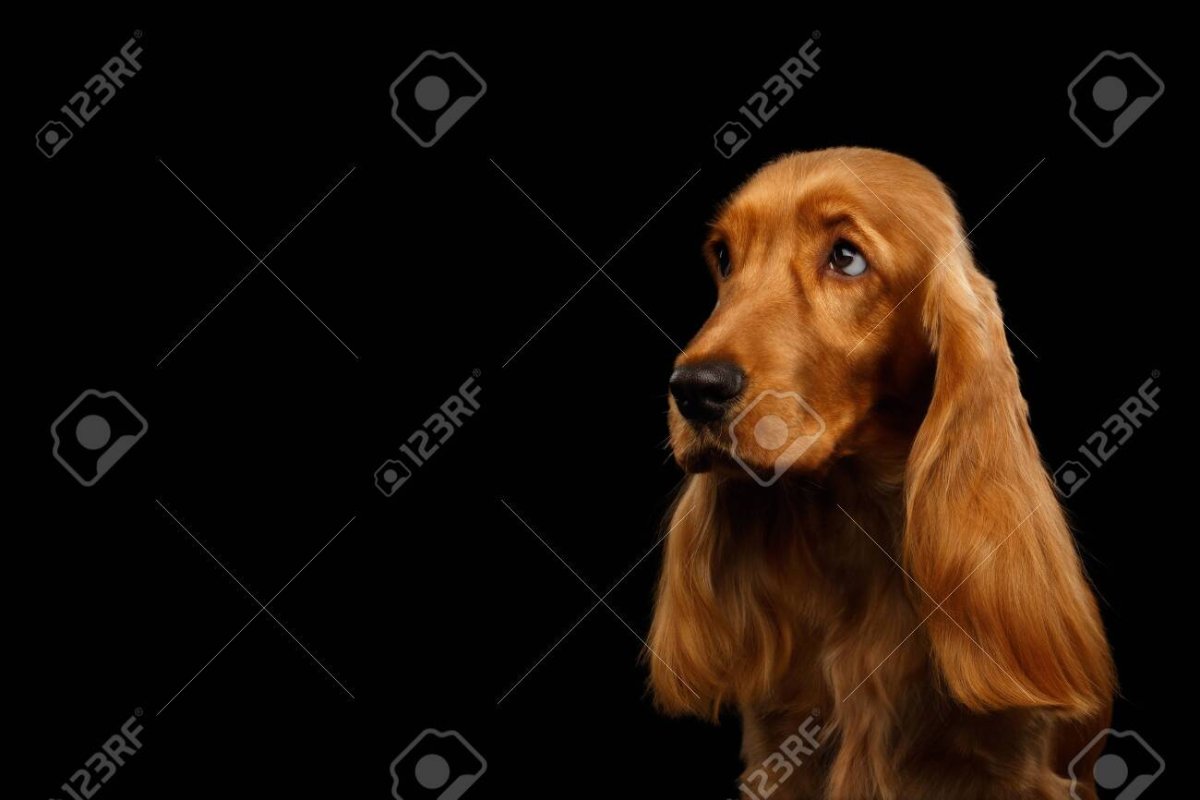 Спаниель на темном фоне