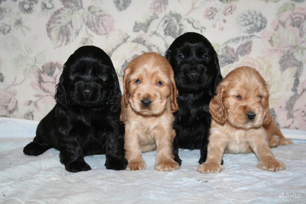 Кокер спаниель щенок